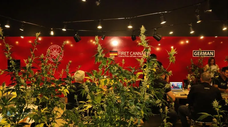 Czy CBD jest legalne w Niemczech? Przewodnik po aktualnych przepisach i regulacjach