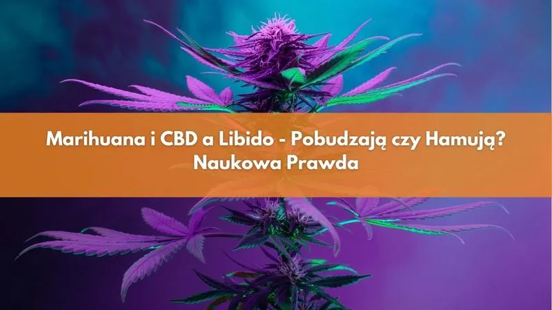 Czy stosowanie CBD może zwiększyć Twoje libido? Sprawdź, co mówią badania!
