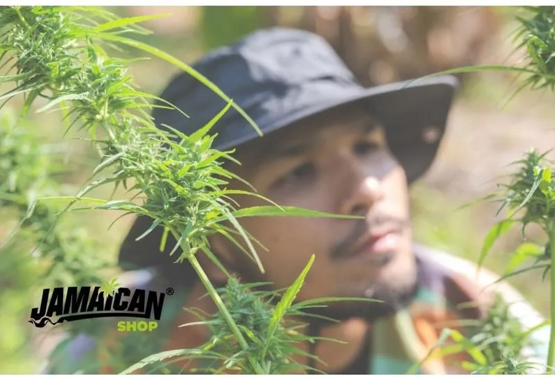 Gdzie w Czechach znaleźć sprawdzone miejsca na zakup THC?