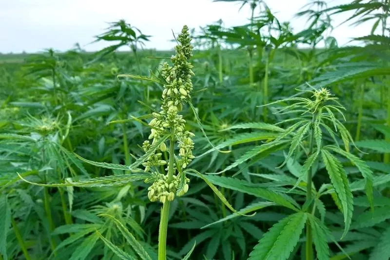 Ile THC zawiera konopia siewna? Odkrywamy sekrety tej rośliny