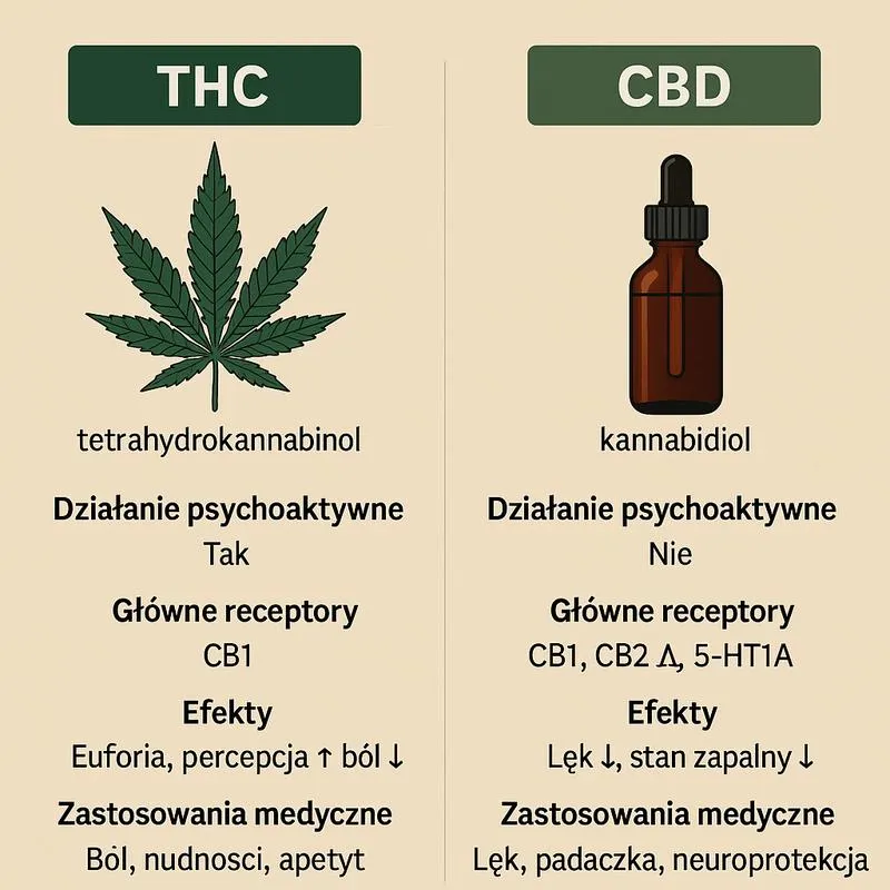 Jakie CBD Wybrać, Aby Osiągnąć Najmocniejsze Efekty?