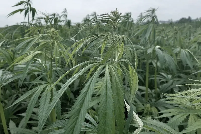 Kiedy najlepiej ścinać konopie, aby osiągnąć najlepsze rezultaty?