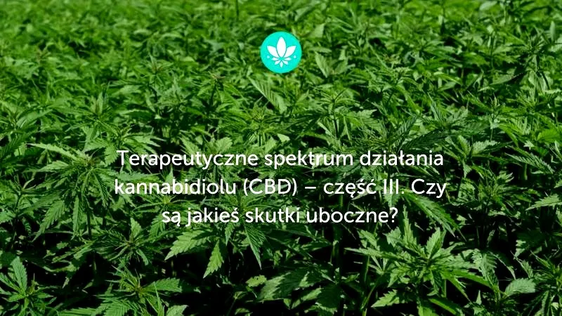 Kiedy zauważysz efekty stosowania CBD? Czas, który warto znać