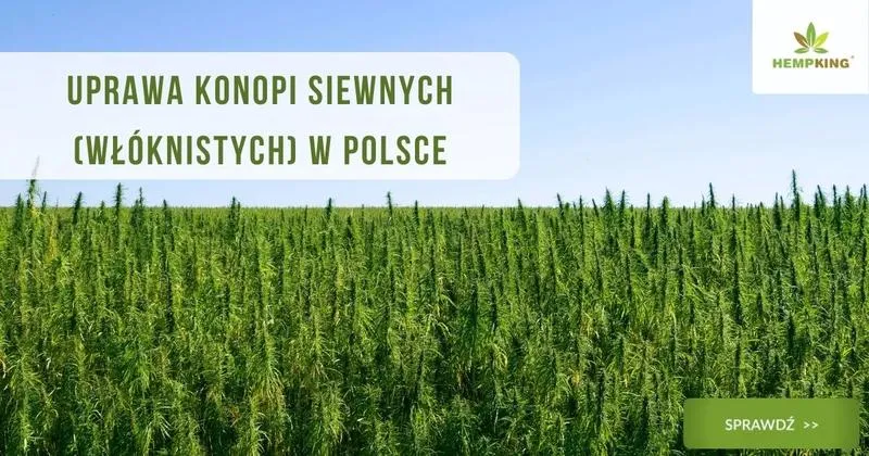 Odpowiedni czas na siew konopi – kiedy najlepiej rozpocząć uprawę?
