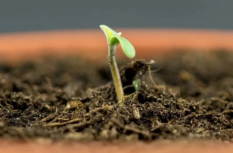 Sposoby na udane sadzenie konopi siewnych – wszystko, co musisz wiedzieć