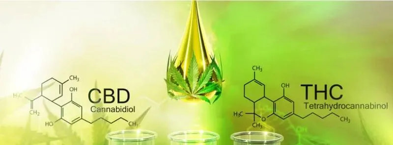 THC czy CBD: Co wybrać dla lepszego samopoczucia?