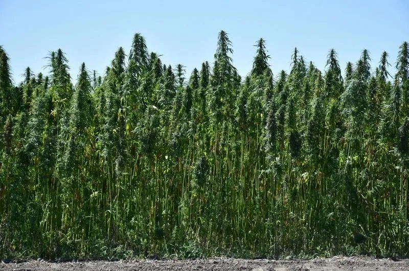 THC i CBD – Kluczowe Różnice i Zastosowania w Świecie Konopi