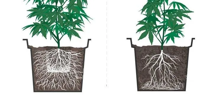 Agrotechnika konopi siewnych