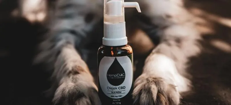 Czas obecności CBD we krwi