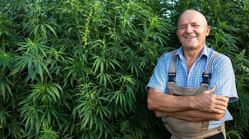 Jak legalnie uprawiać konopie siewne