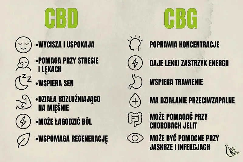 Kiedy CBD zaczyna działać