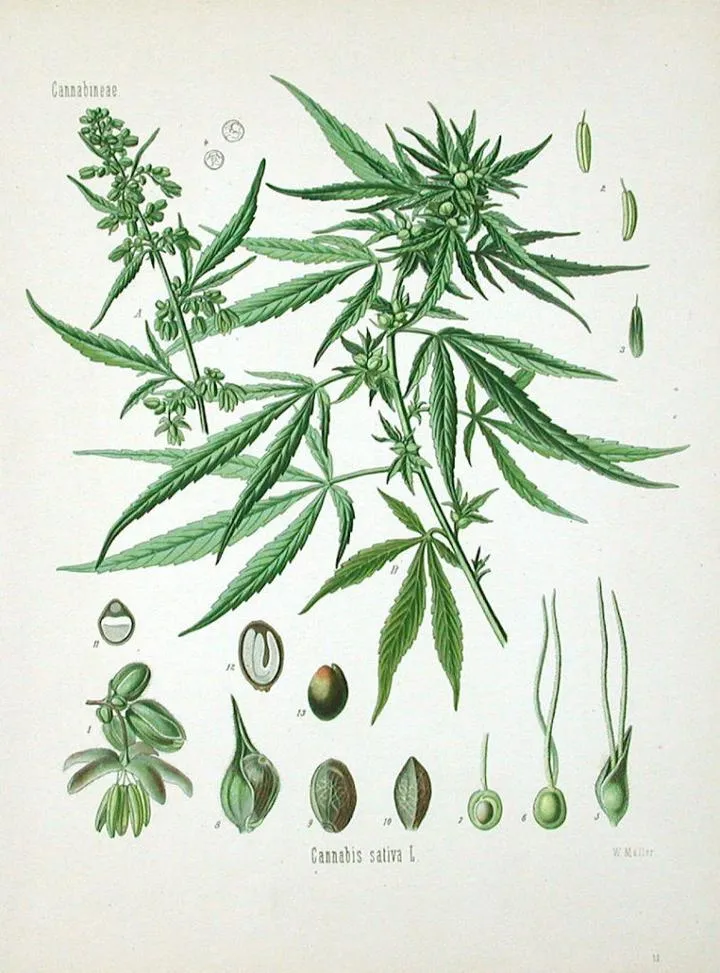 Konopie siewne w Polsce