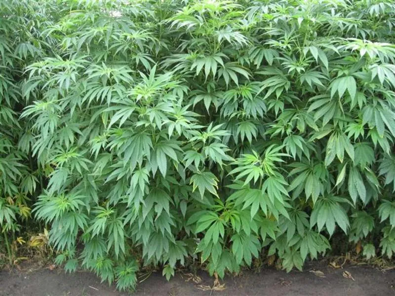 Materiały budowlane z konopi