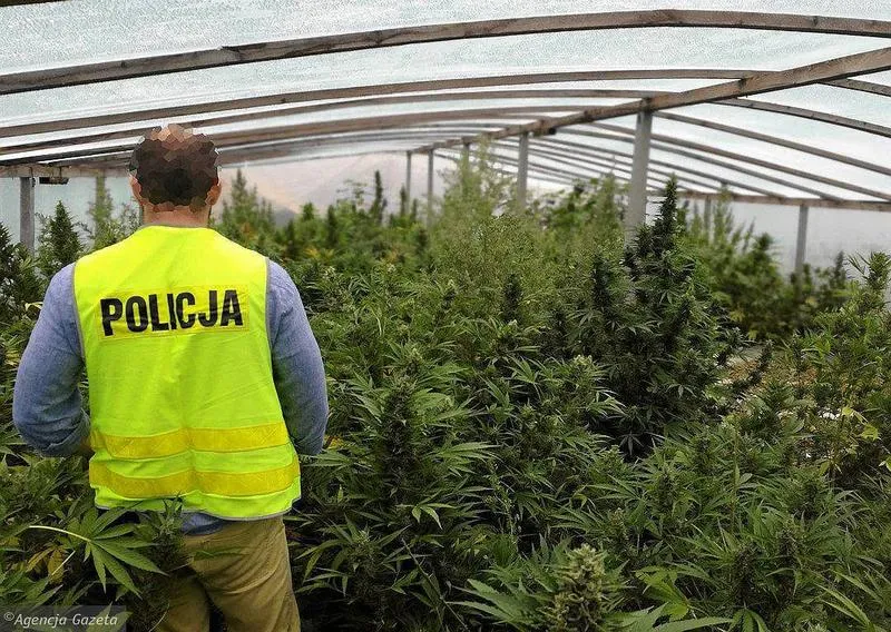 Odpowiedni czas siewu konopi