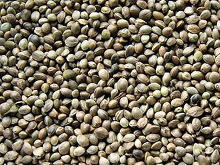 Przechowywanie i trwałość przynęt konopnych