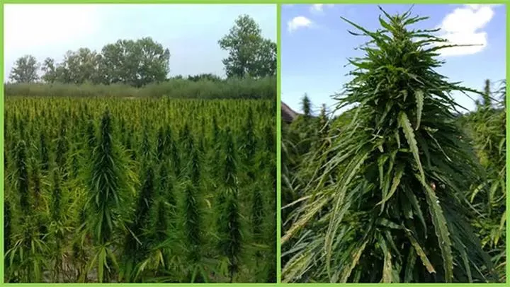 Przepisy dotyczące konopi