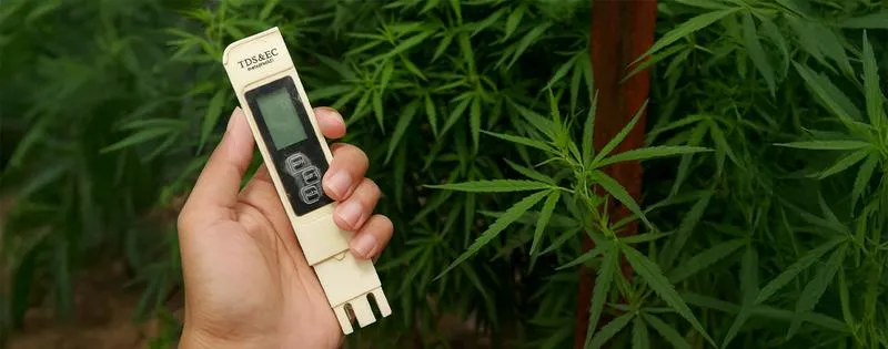 Rodzaje nawozów a EC konopi