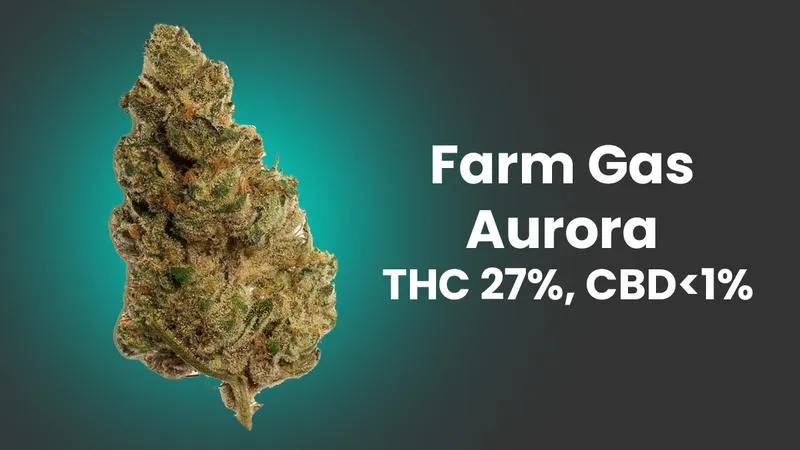 Różnice między CBD a THC