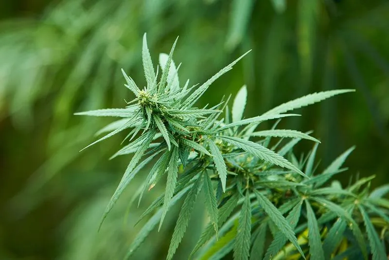 Techniki siewu konopi