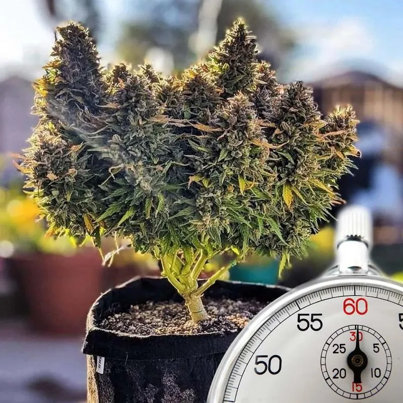 Trichomy i słupki konopi