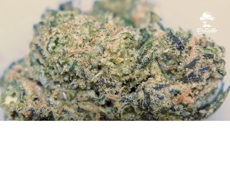 Zawartość THC w liściach marihuany