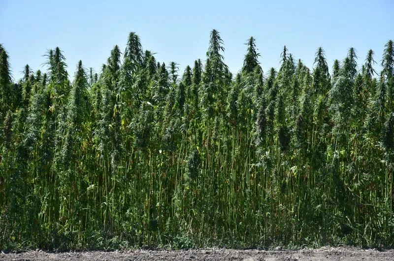 Zdrowotne korzyści konopi